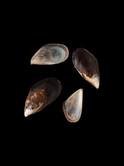 Miesmuscheln