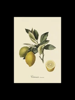 Poster 50 X 70