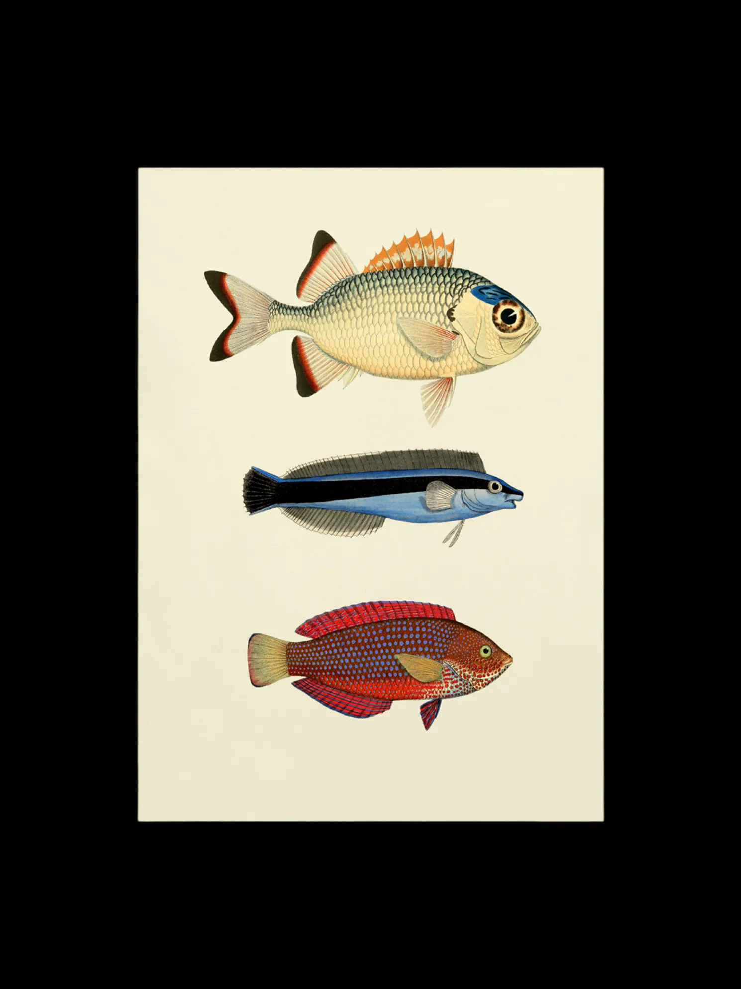 Poster 50 X 70