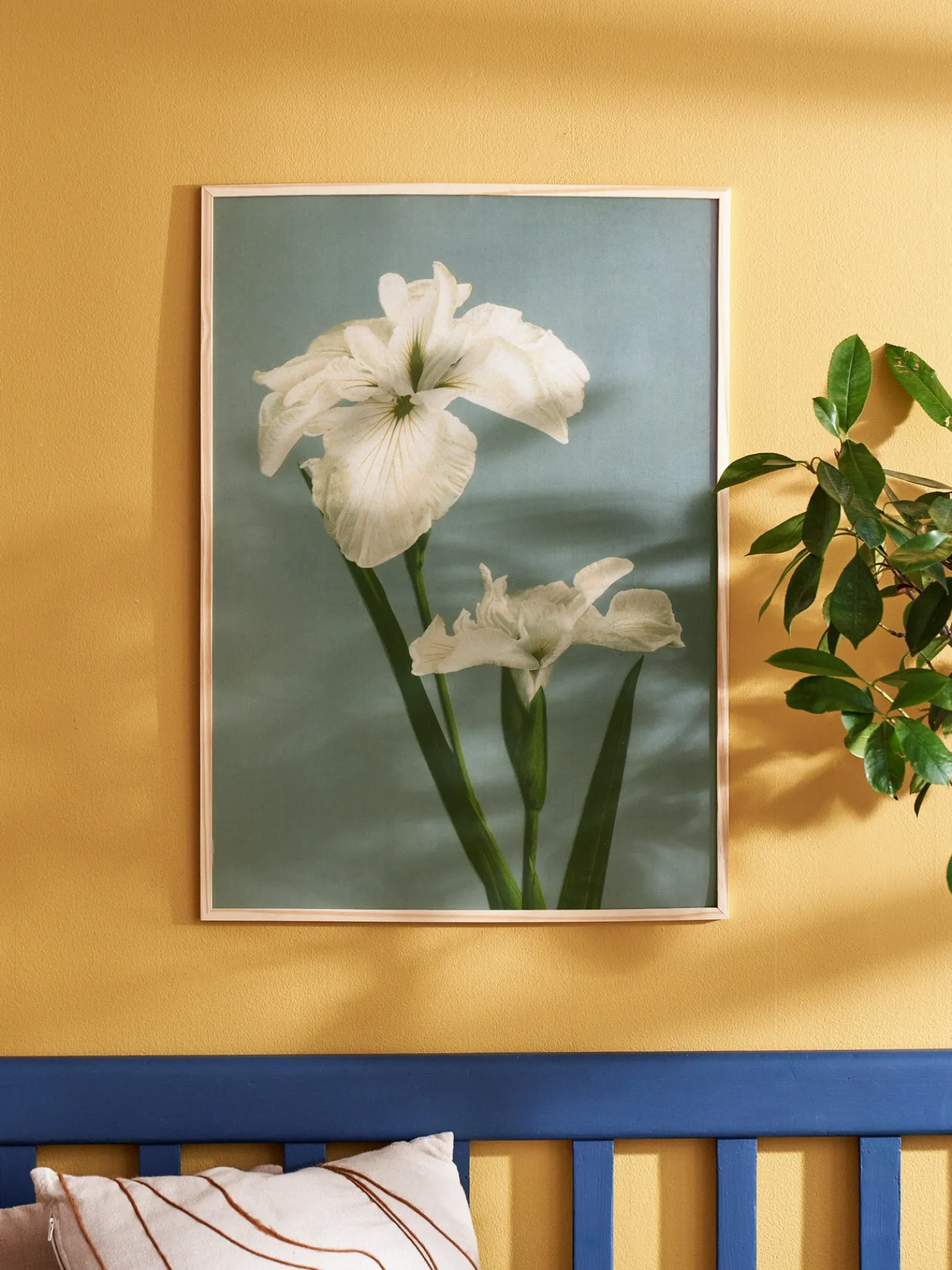 Poster 50 X 70