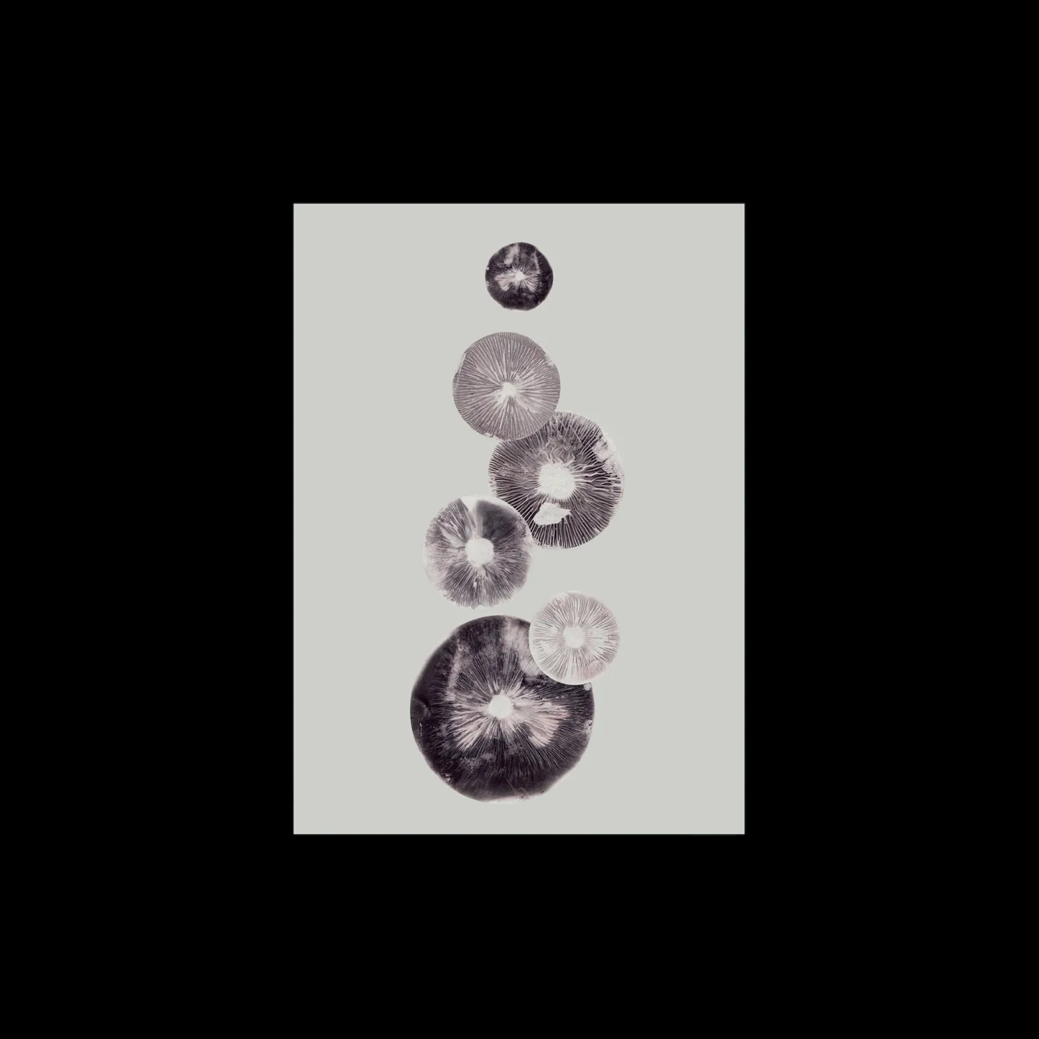 Poster Mushroom - 4 Grey 40 X 50